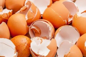 Egg Shells