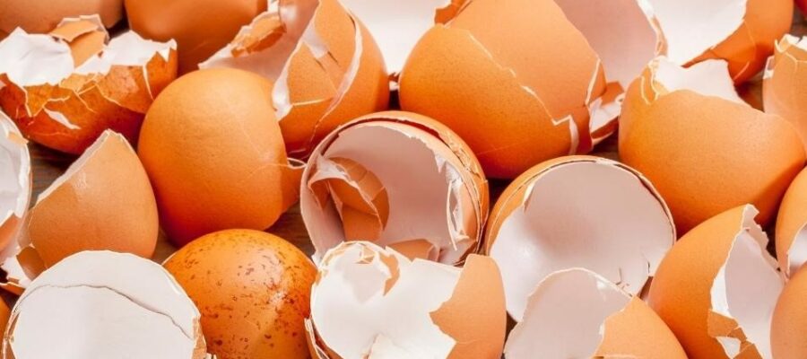 Egg Shells