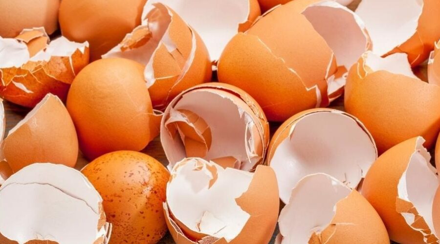 Egg Shells